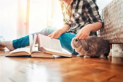 Una niña con libros acariciando un conejo.