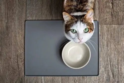 gato faminto com olhos verdes esperando o jantar na frente da tigela vazia