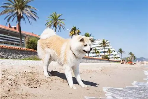 Mögen Akitas Wasser & Können sie schwimmen? Sicherheitstipps & Fakten