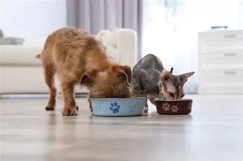 cachorro e gato comendo ração juntos em casa