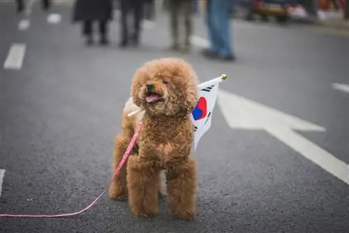 caniche coreà amb bandera