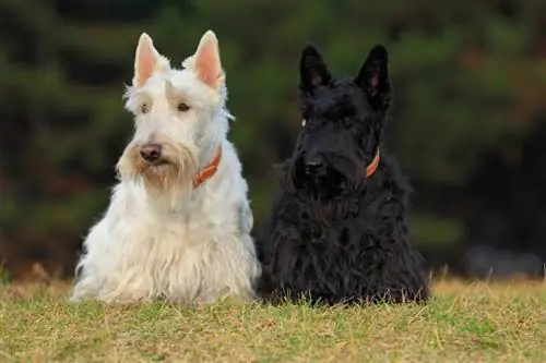 terrier écossais