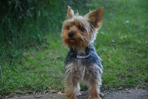 Yorkshire Terrier