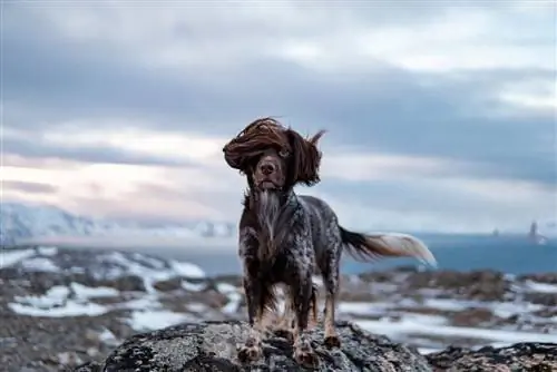 perro noruego en el viento