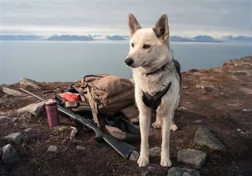 Chien norvégien avec équipement