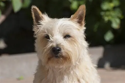 cairn terrier