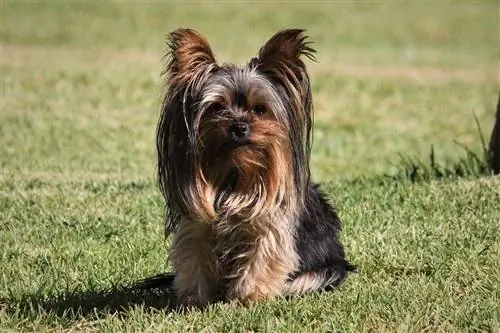 13 honde wat soortgelyk is aan Yorkshire Terriers (met prente)