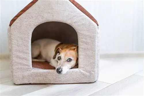 cane all'interno di una cuccia morbida