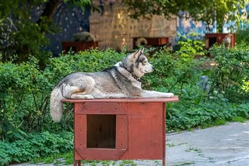 Husky siberià assegut sobre la caseta del gos