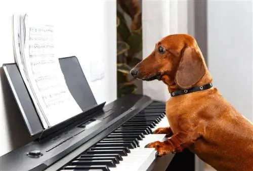 dach duke luajtur piano