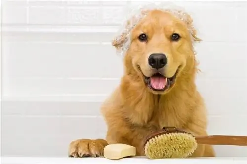 golden retriever badetid