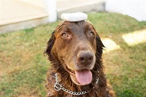 Mon chien a mangé une barre de savon ! - Voici ce qu'il faut faire (réponse du vétérinaire)