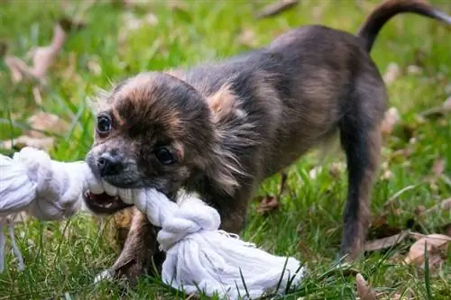 Chihuahua beißt in ein weißes Seil