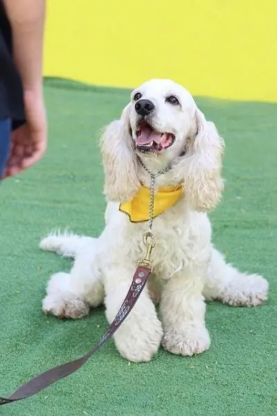 Bình tĩnh Cocker Spaniel