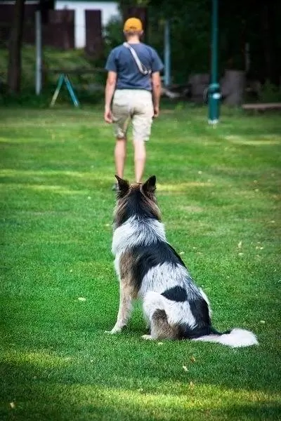 Hund zurücklassen