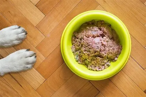 comida húmeda para perros pixabay