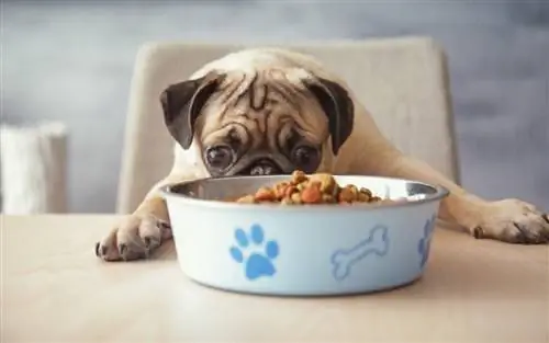 Perro pug hambriento con plato de comida listo para comer_africa studio_shutterstock