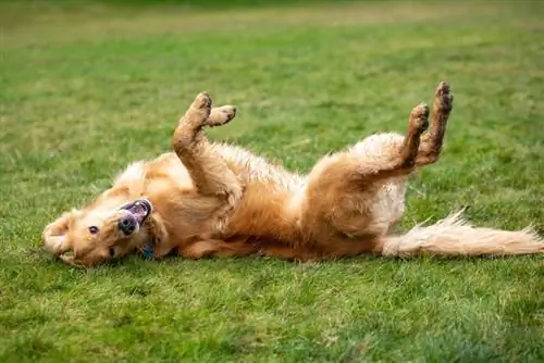 golden retriever wat in die gras rol