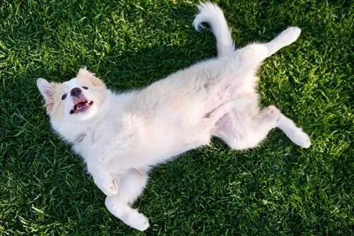 Samoyed na gumugulong sa damuhan