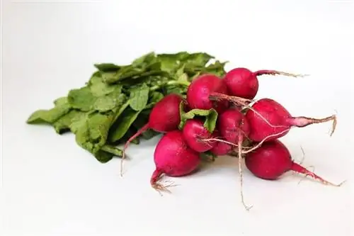 Radish