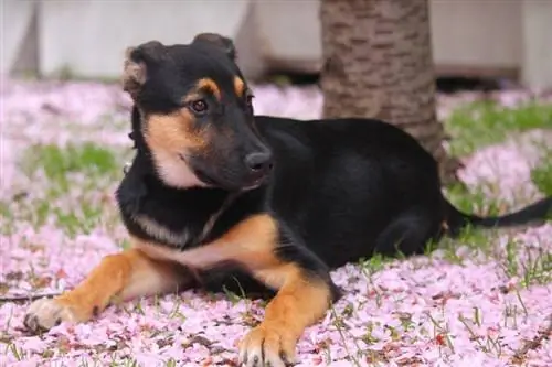 Cucciolo in fiori di ciliegio