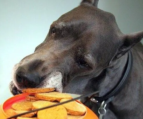 Hond die crackers eet