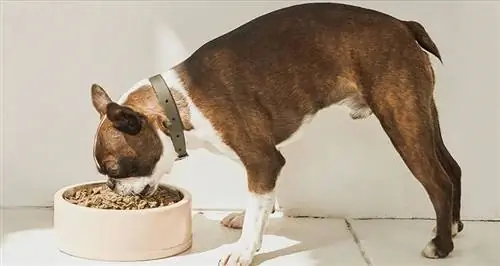 Perro comiendo los domingos receta de comida para perros.