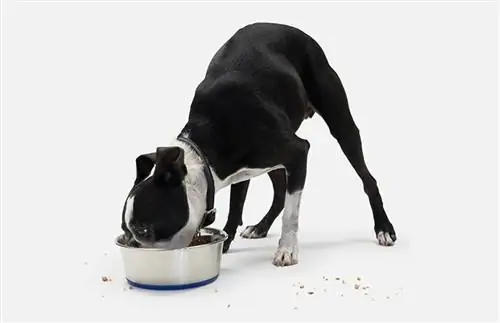 perro blanco y negro comiendo una comida para perros gresh del tazón