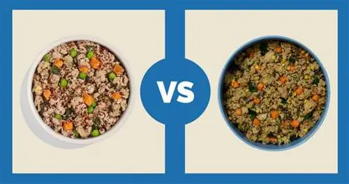 Spot-Tango-Turquia-i-Red-Quinoa-vs-Ollie-Fresh-Turquia