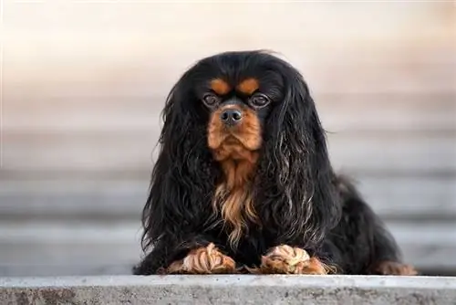 Čiernohnedý pes Cavalier king charles španiel ležiaci vonku