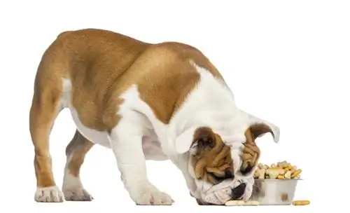 Cachorro de bulldog inglés comiendo