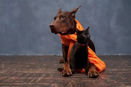 Orecchie in piedi di colore marrone doberman seduto accanto al gatto nero