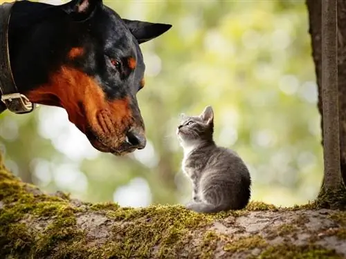 doberman och kattunge