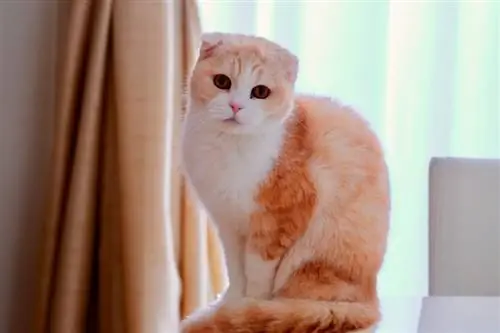 scottish fold cat