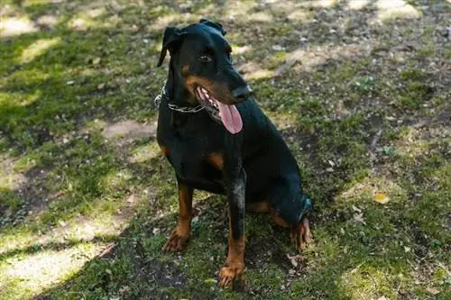 Čarobnjak Doberman sjedi