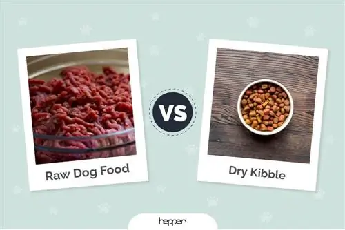 Toores koeratoit vs. kibble: peamised erinevused