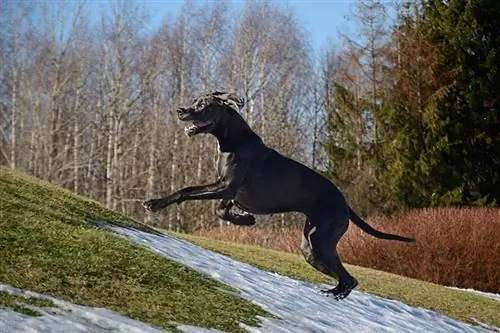 Great Dane alergând