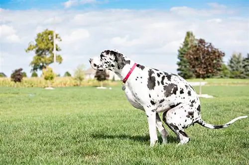 Danois hund som bæser i hagen eller parken