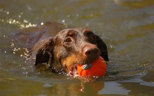 dobermann svømmer med en ball i munnen