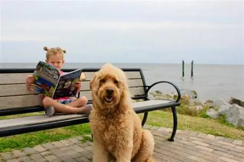 ST. SIMONS ISLAND- UNA GUIDA AMICA DEGLI ANIMALI DOMESTICI