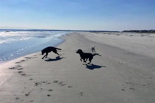 8 Pantai Indah Ramah Anjing di Pulau St. Simons, GA pada tahun 2023