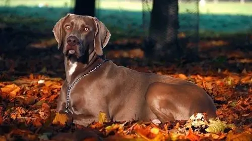 weimaraner op herfstbladeren