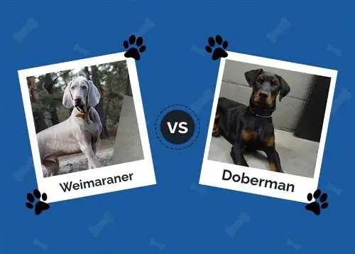 Weimaraner vs Doberman: Sự khác biệt chính (Có hình ảnh)