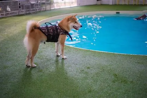 shiba inu seisab basseini lähedal