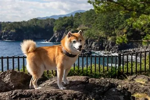 mini shiba inu berdiri di atas batu