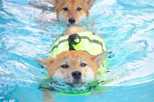 anjing shiba inu berenang