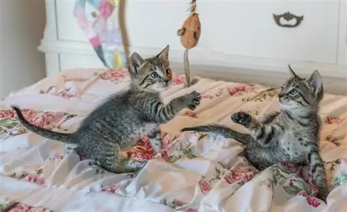 chatons jouant sur le lit