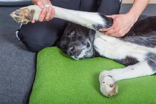 hond die fysiotherapie krijgt