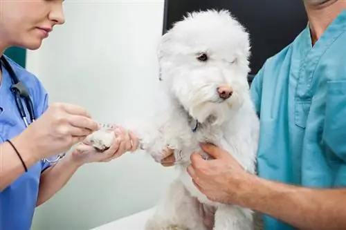 bijgesneden jonge dierenartsen die bloed afnemen van de hond