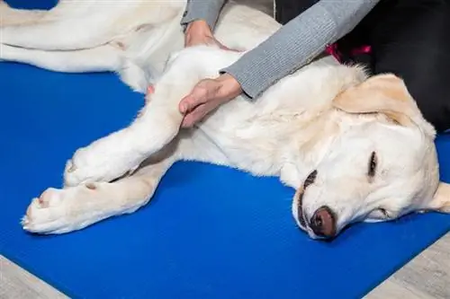 hond krijgt massagebehandeling